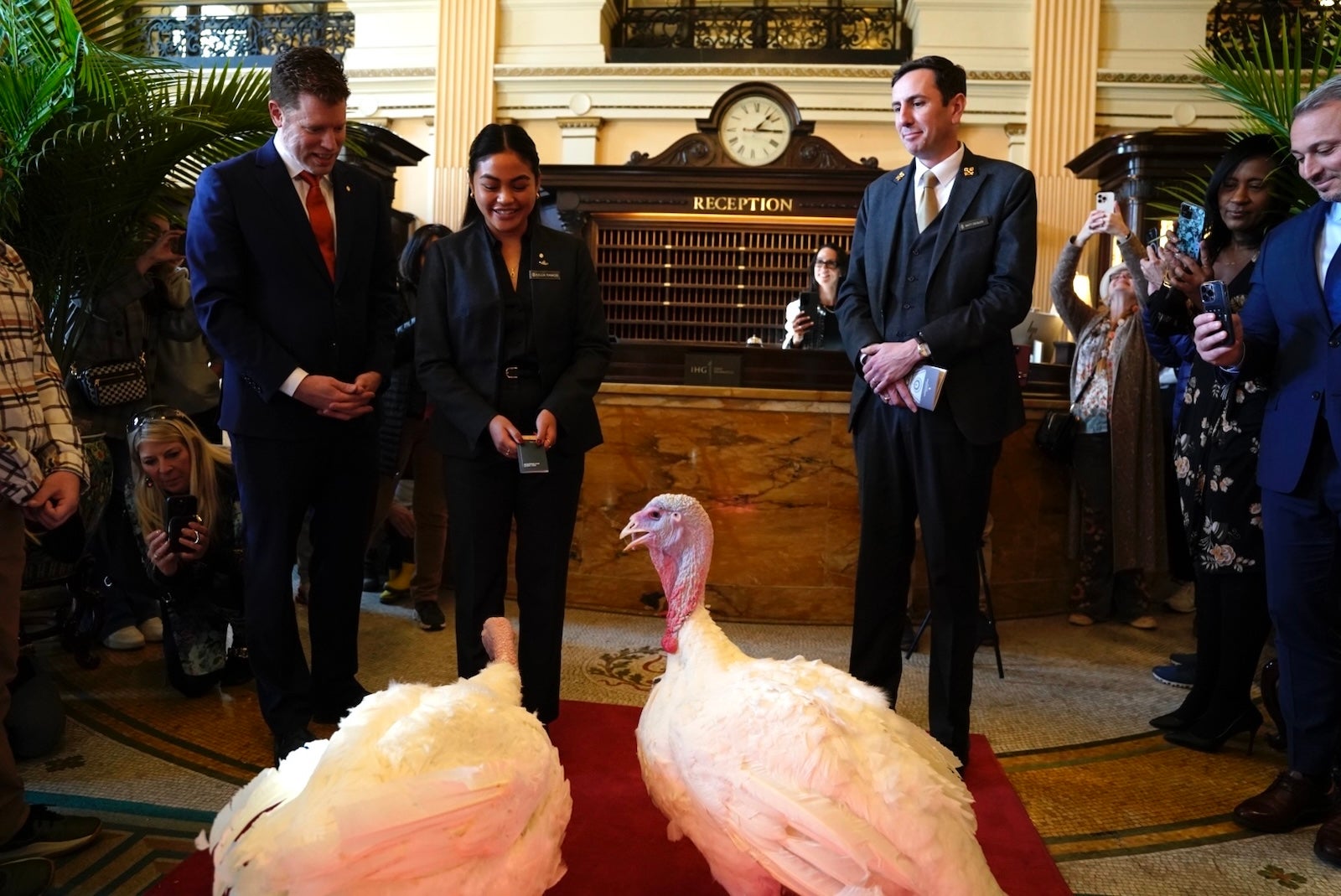 The Willard InterContinental hosts pardoned Thanksgiving turkeys before their White House visit