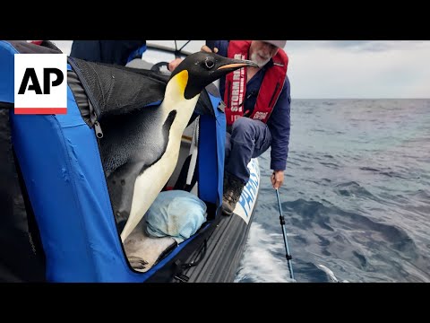 Lost Emperor Penguin Who Washed Up in Australia Returns Home