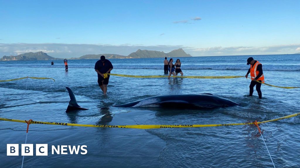 More than 30 stranded whales rescued in New Zealand