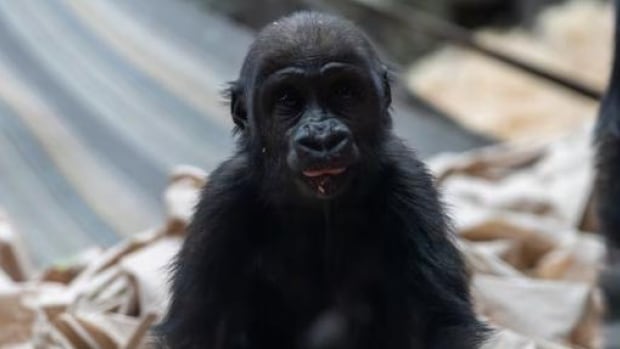 2-year-old gorilla Eyare died after hydraulic door mistakenly activated, Calgary zoo confirms