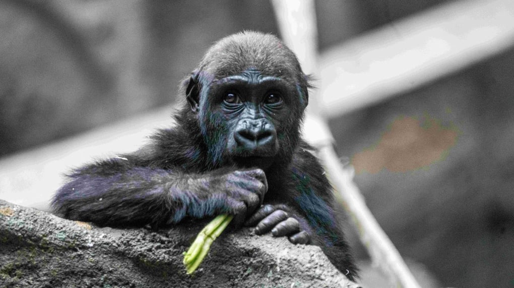 2-year-old gorilla 'Eyare' dies unexpectedly at Calgary Zoo 