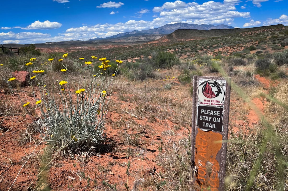 BLM adds to its herbicide arsenal to fight invasive plants in Utah and the West