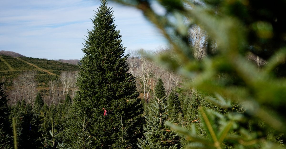 White House Christmas Tree Is a Symbol of Resilience for Hurricane-Hit North Carolina Farms