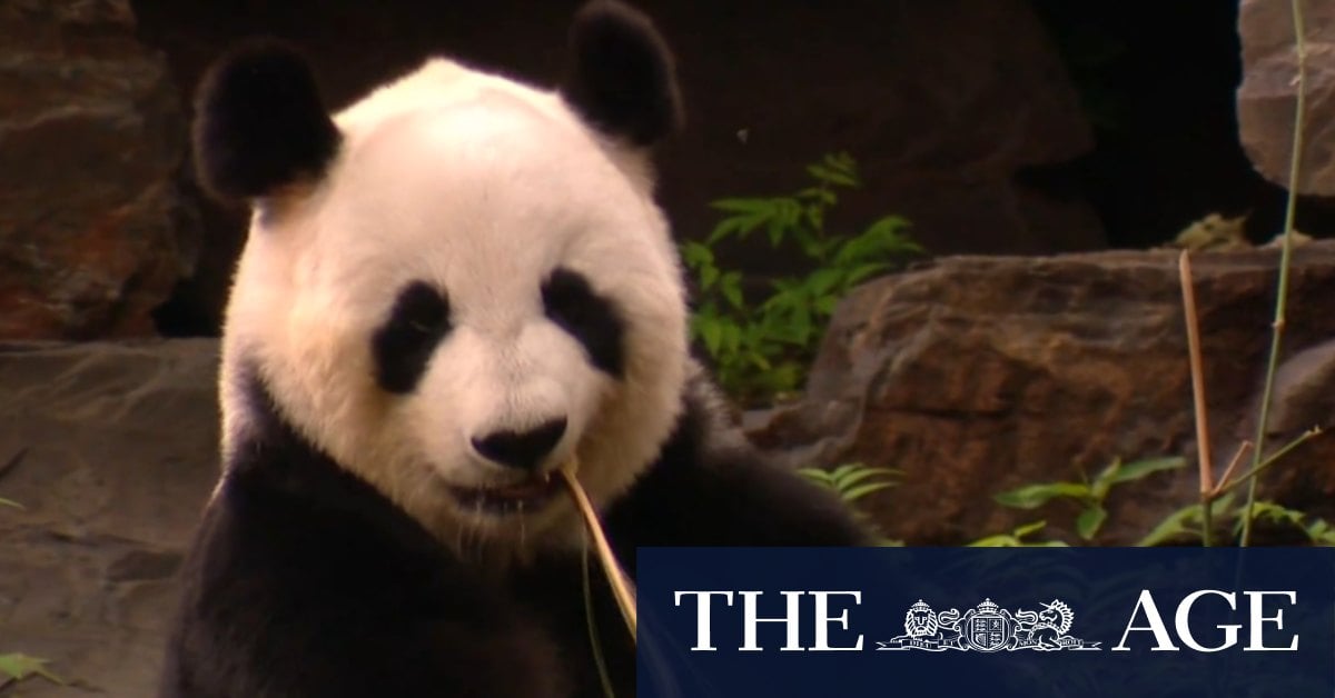 Adelaide bids emotional farewell to beloved pandas