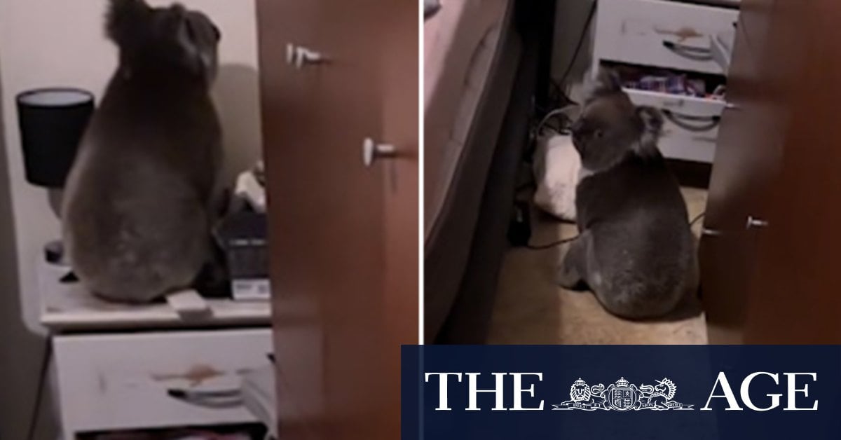 Adelaide couple find koala in their bedroom