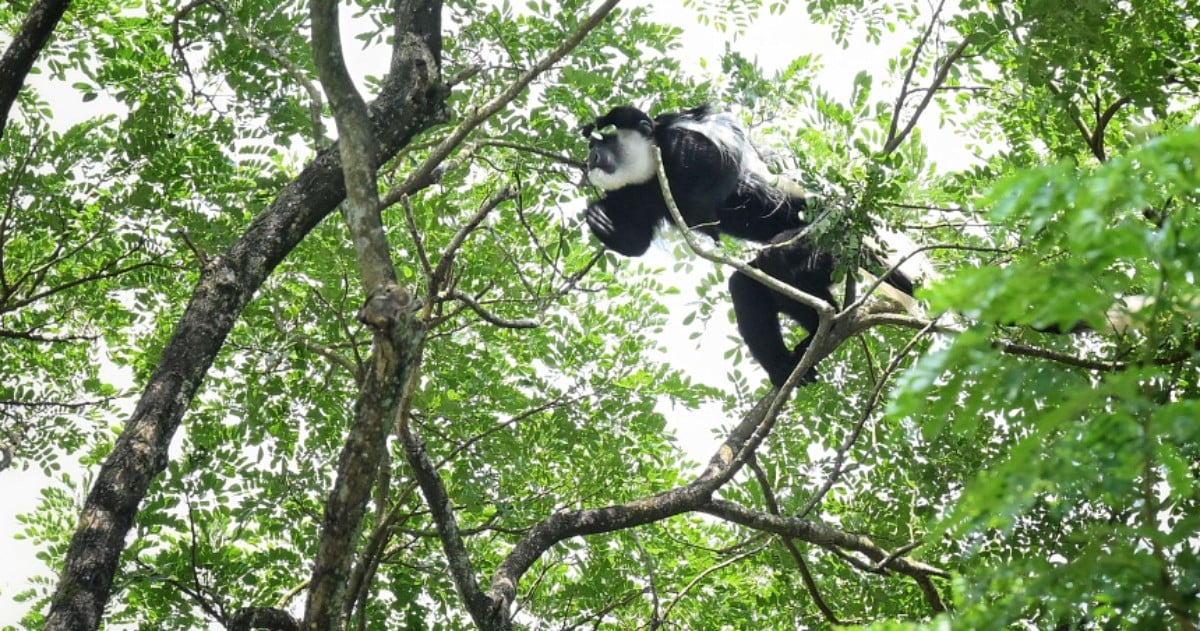 African monkey escapes from Mandai zoo, gets caught 6 months later