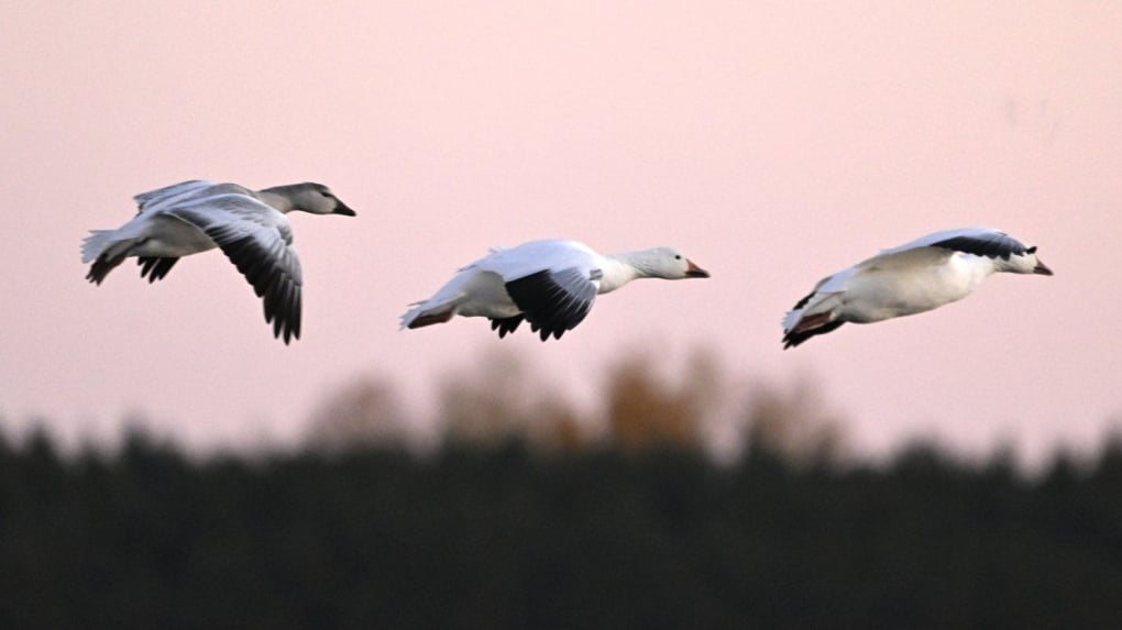 B.C.'s chief vet tells clinics to set up bird flu protocols amid human exposure risk