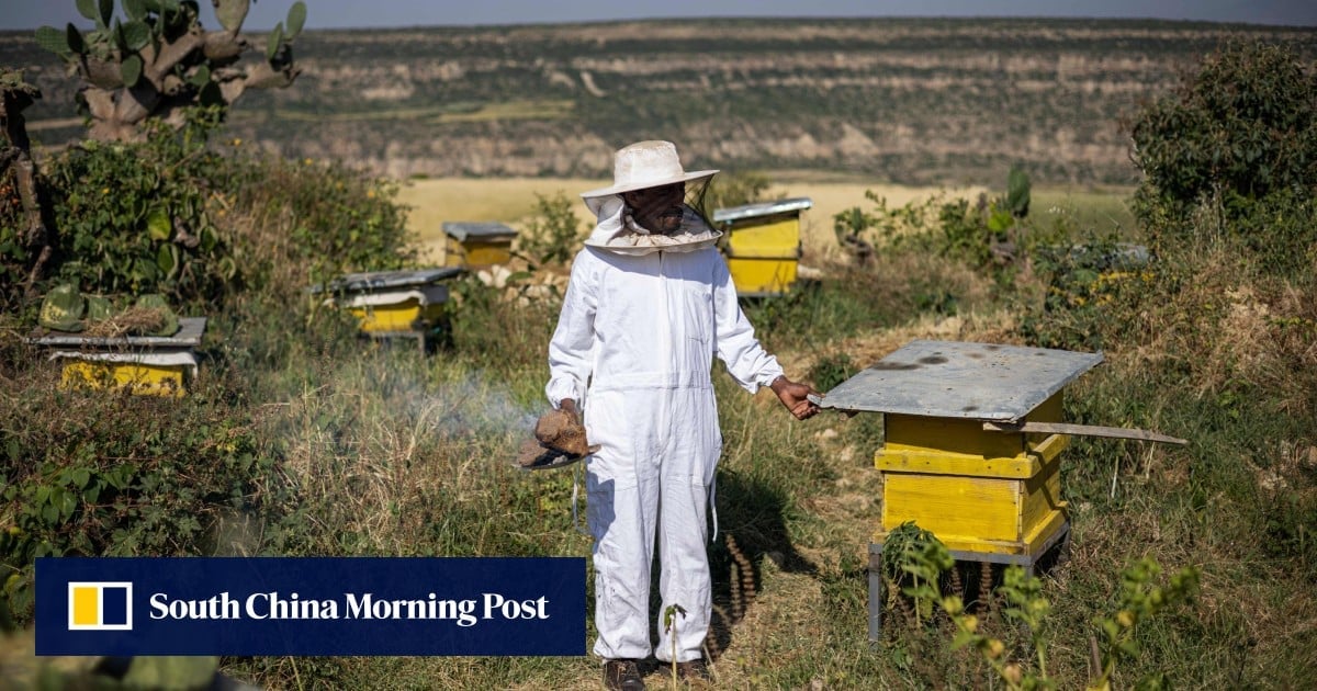 Beekeeper in Ethiopia rebuilds after civil war, hoping to restore white honey production