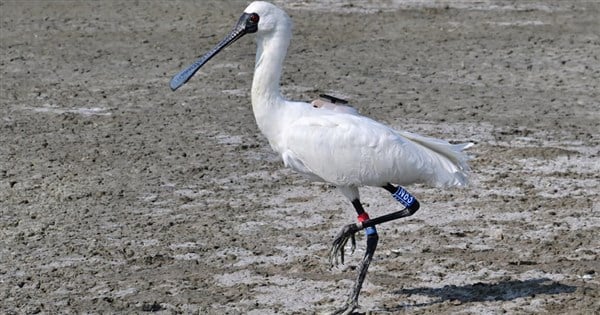 Black-faced spoonbill 'rides' typhoon to Taiwan for winter migration