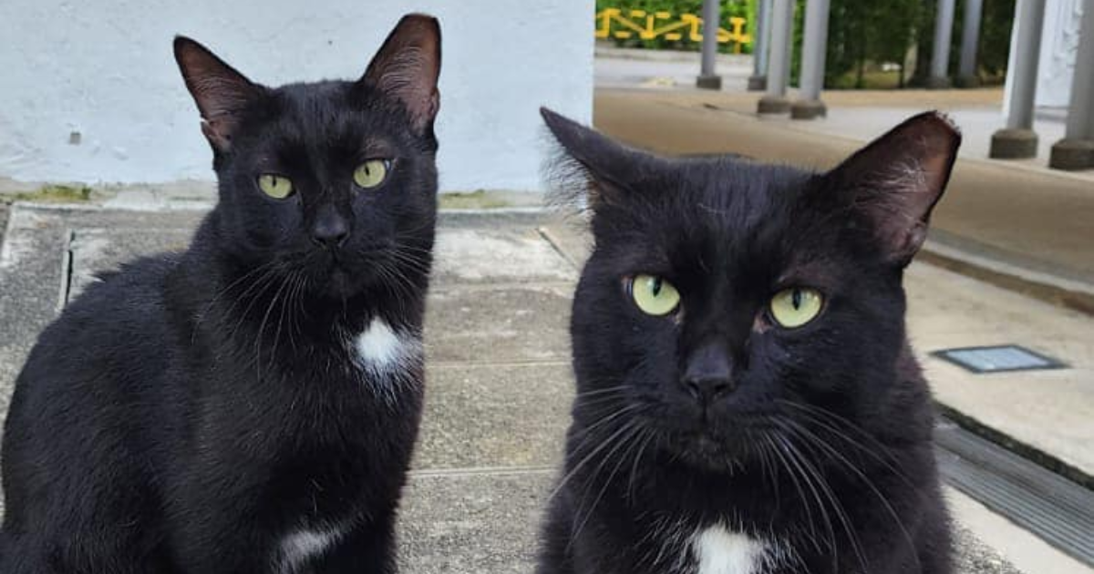 Cat siblings allegedly die days apart in traffic accidents at the same spot in Marine Parade, residents looking for witnesses