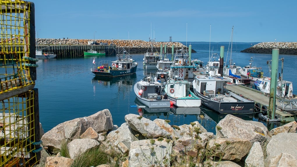 Commercial fishers seek $10 million in damages against 'illegal' N.S. lobster buyers