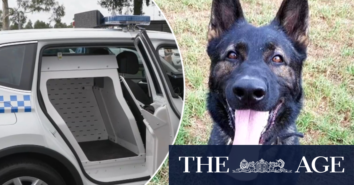 Commissioner 'confident' officer not to blame for police dog deaths