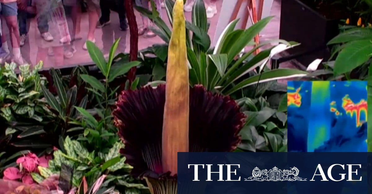 'Corpse flower' blooms in Geelong