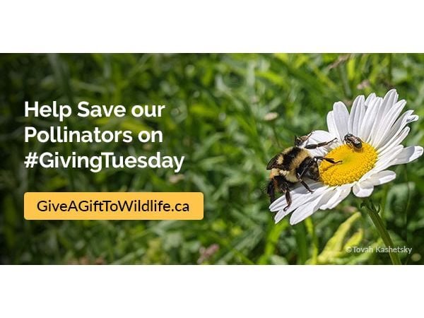 CWF Calls on Canadians to Donate for Giving Tuesday and Double Their Impact for Conservation