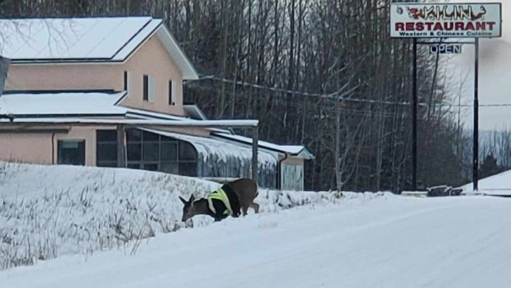 Deer spotted wearing high-visibility safety jacket in Northern B.C.