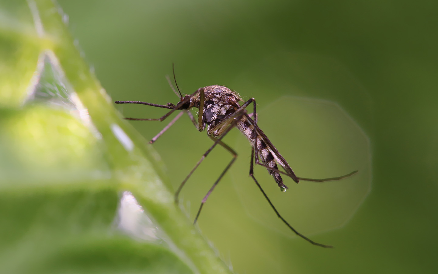 Dengue outbreak spikes in Cabo Verde