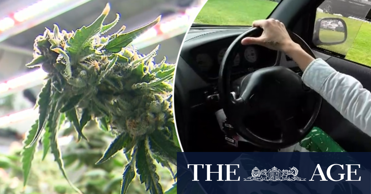 Drivers with cannabis in system to no longer lose licence in Victoria