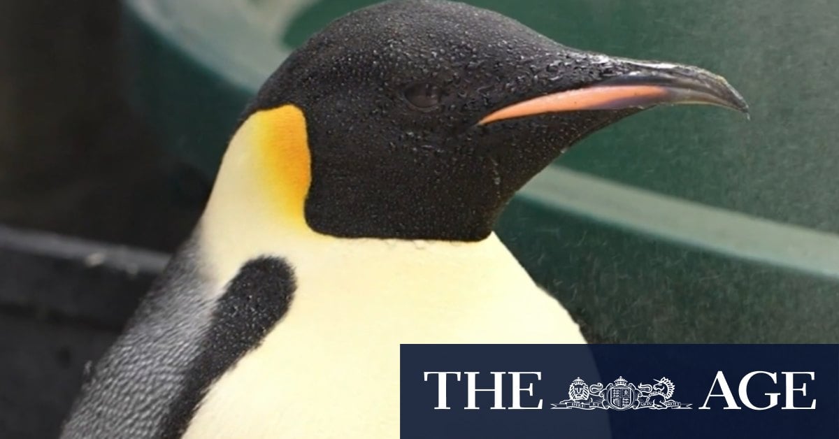 Emperor penguin Gus lost in WA now under expert care