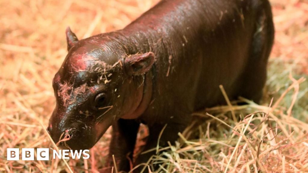 Endangered pygmy hippo calf born at Edinburgh zoo