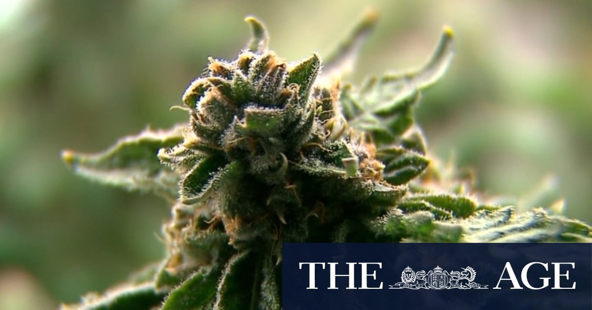 Exclusive data reveals just how much Aussies will spend on medical cannabis this year