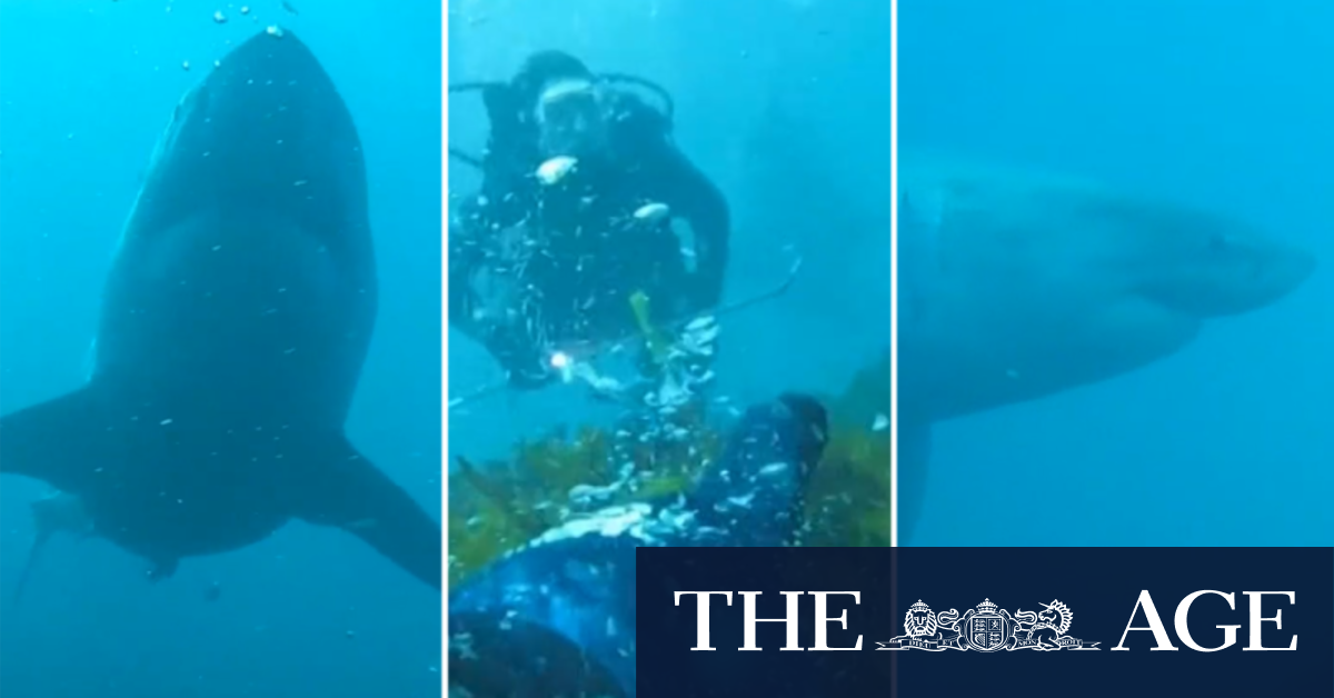 Four-metre great white shark circles two divers in WA