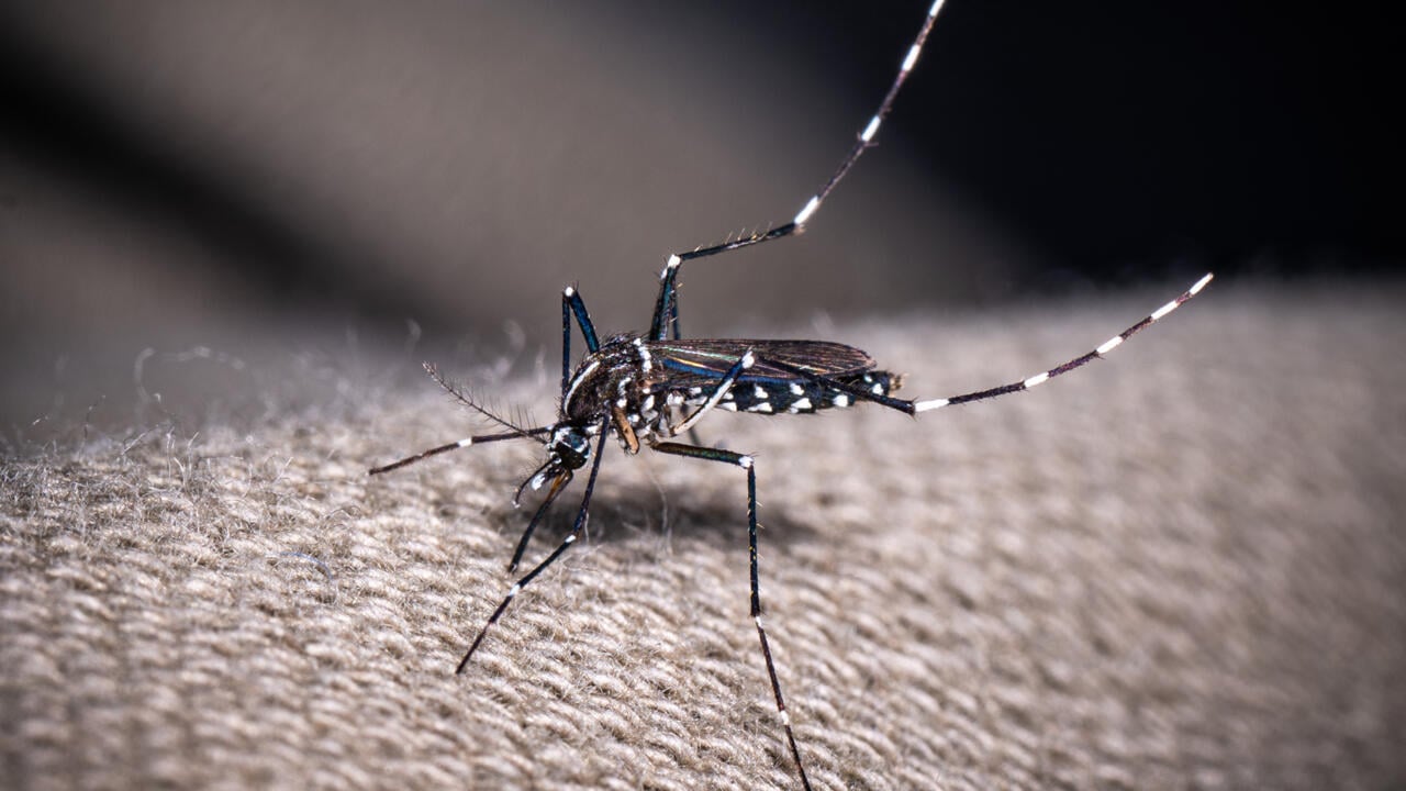 French territory Guadeloupe declares epidemic of dengue driven by uncommon strain