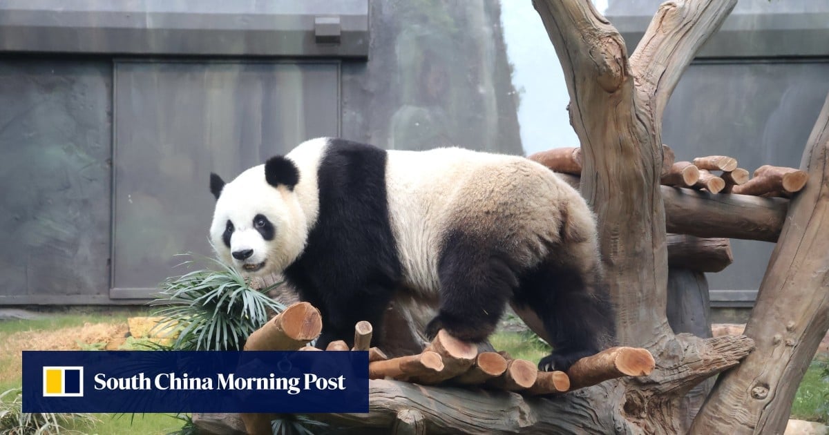 Giant pandas gifted to Hong Kong by Beijing to meet the public on December 8, John Lee says