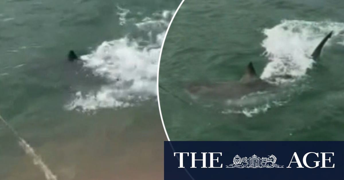 Great white shark gives fishermen a fright off Adelaide jetty