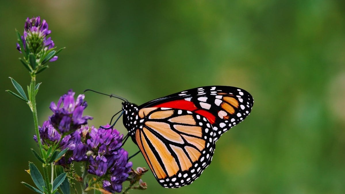 Growing New Forests in Mexico Could Help Protect Oyamel Forests and Monarch Butterflies