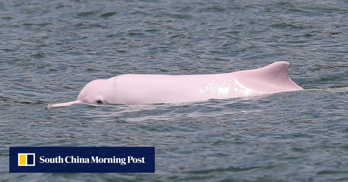 Hong Kong establishes its largest marine park in northern Lantau waters as airport expanded