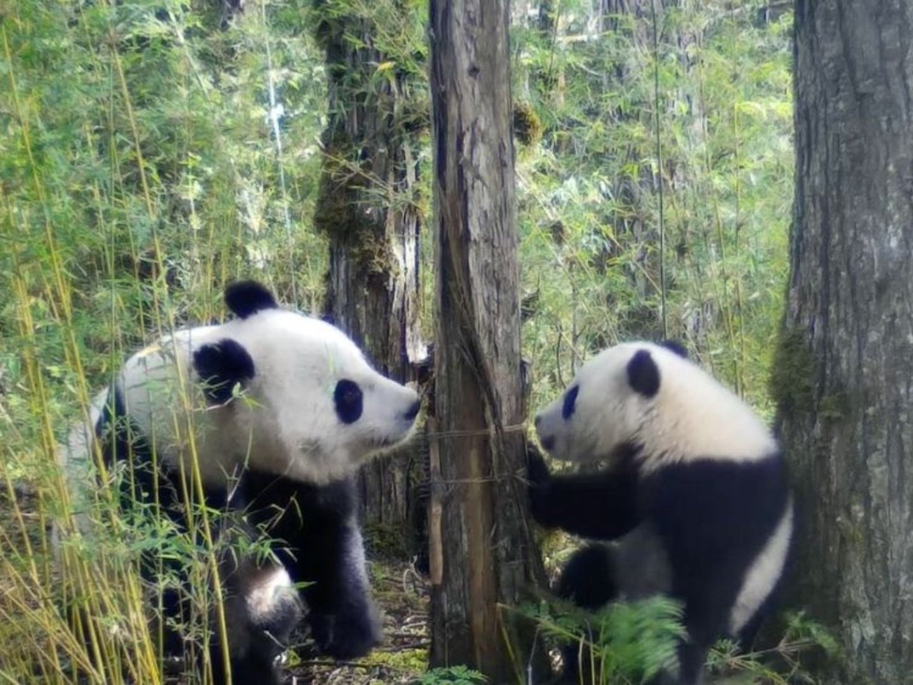 'Improve grazing practices to save giant wild pandas'