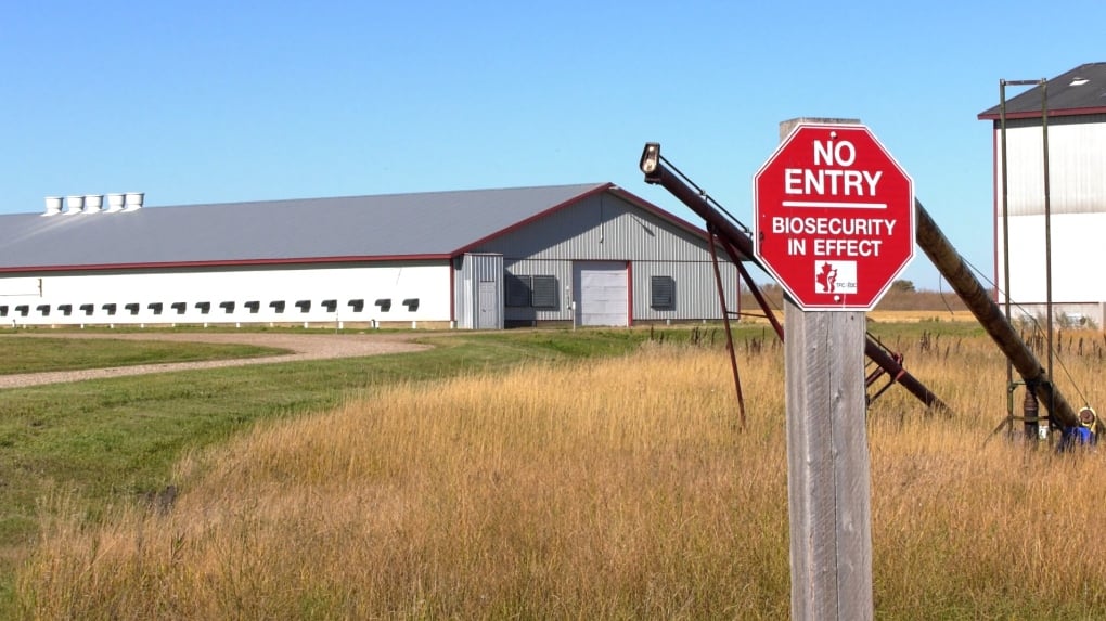 Inside Canada's chaotic response to avian flu