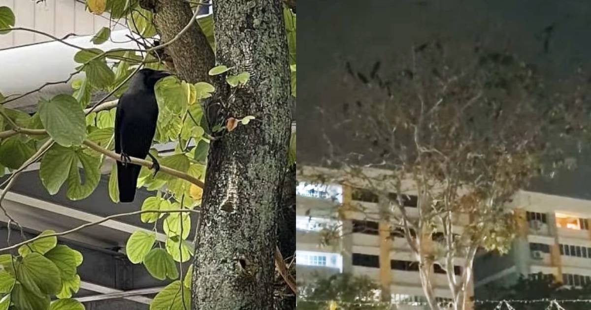 'Like 2 gangs fighting': Bishan residents complain of noise from over 200 crows