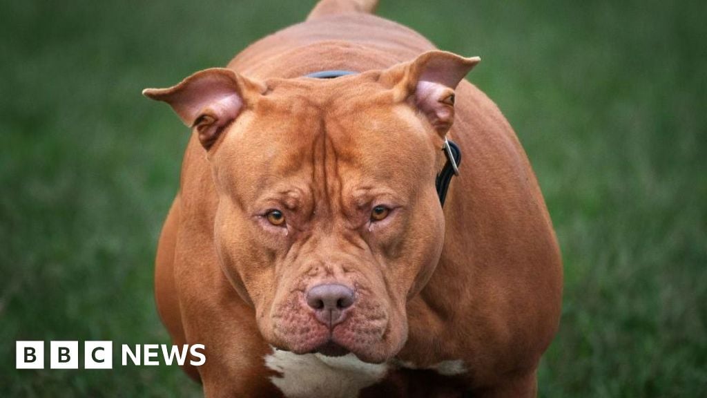 Malton: Pet dog which killed girl was XL Bully, police say