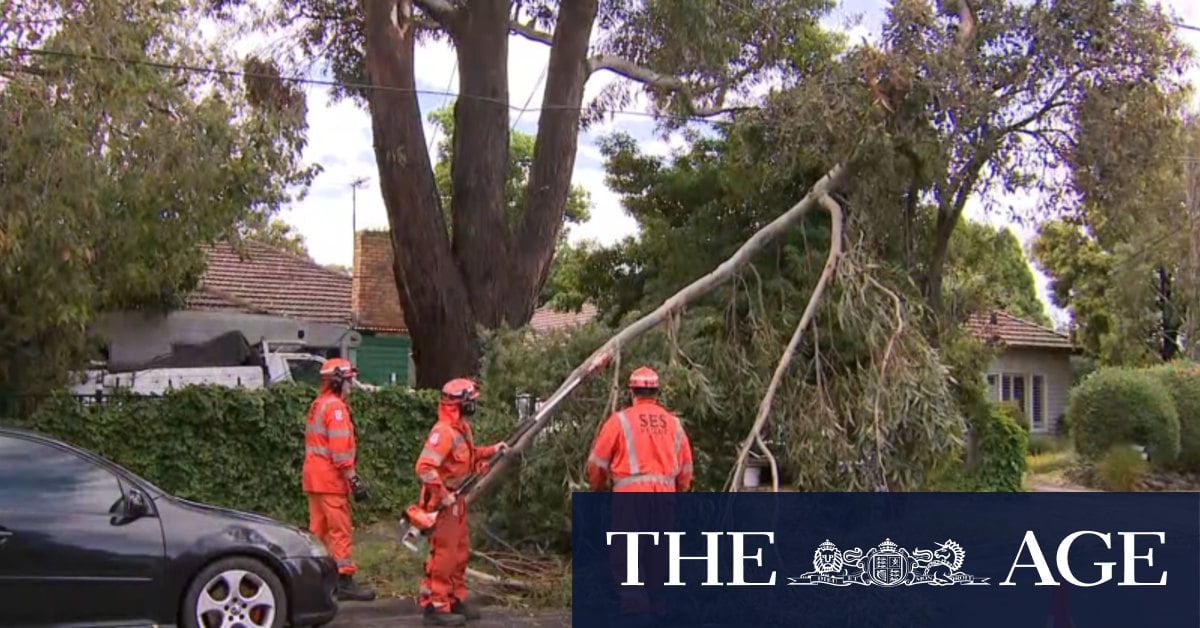 Man killed, teenager injured after tree branch falls near campsite on Victorian border