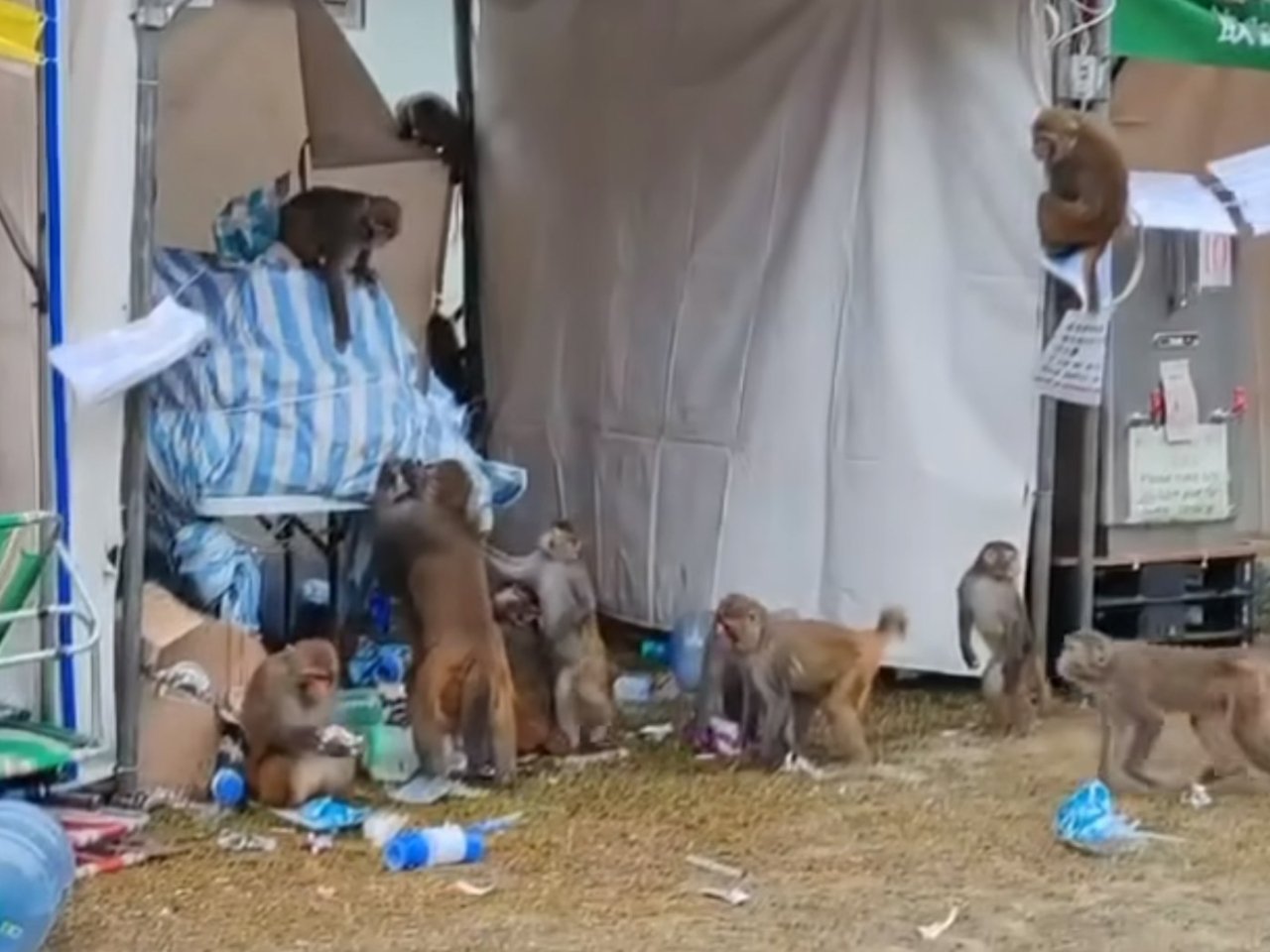 Monkeys scavenging for food ahead of Oxfam Trailwalker