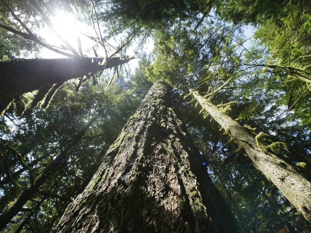 More logging is proposed to help curb wildfires in the US Pacific Northwest