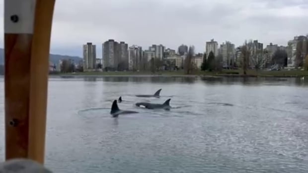 Mother orca with 3 offpsring in Vancouver's False Creek a sign of recovery: researcher