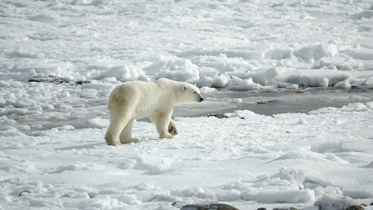 New Study Reveals Weaker Atlantic Current Could Mitigate Arctic Warming