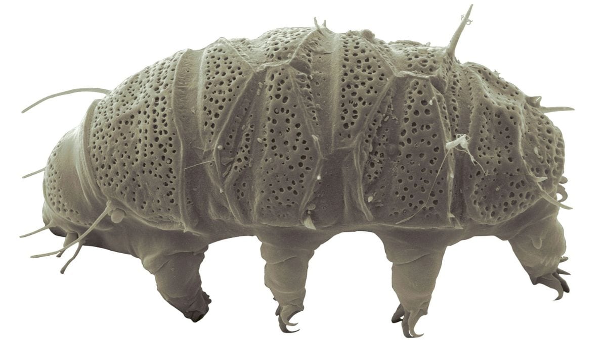 New Tardigrade Species Hypsibius henanensis Reveals Unique Radiation Survival Mechanisms