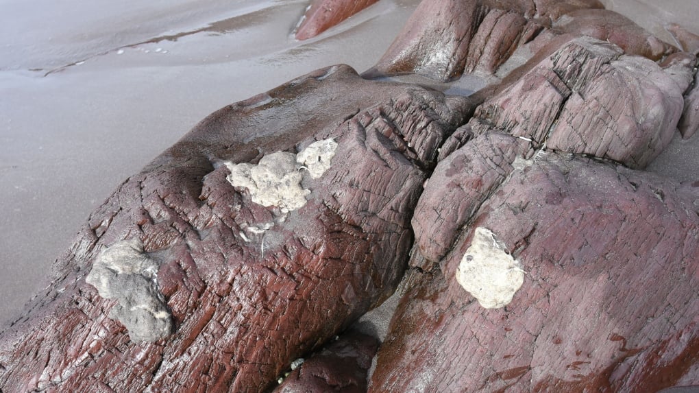 Newfoundland beach blobs are plastic pollution, but source remains unknown: scientist