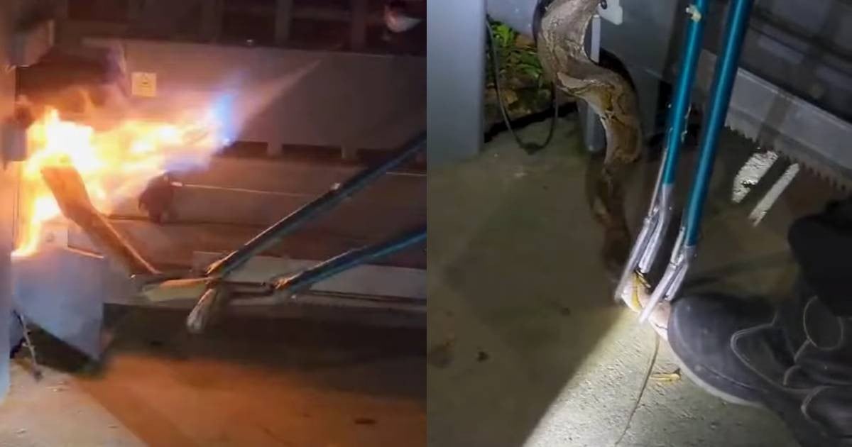 'Overwhelmed with disgust, shock and frustration': Acres calls out video of python burnt alive