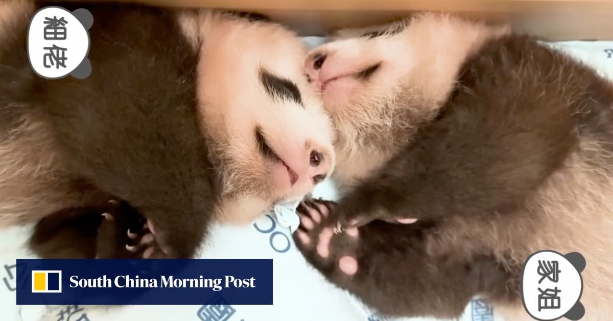 Panda Watch: Hong Kong cubs near 3-month mark, entering exciting and playful phase