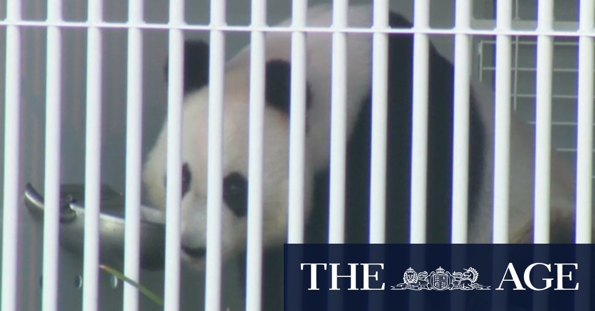 Pandas leave Adelaide for journey back home to China