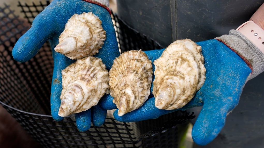 Parasite that kills oysters may be present in New Brunswick