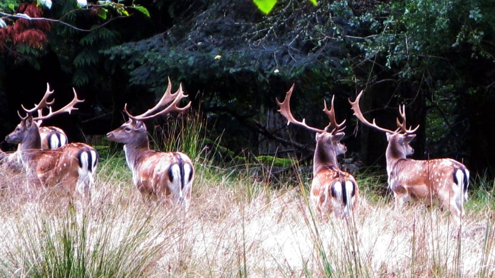 Parks Canada halts controversial deer cull on B.C. island, seeks 'reimagined solution'