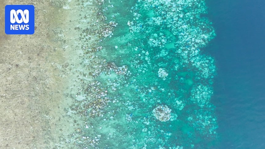 Parts of Great Barrier Reef record worst coral loss in 39 years, early AIMS survey results show