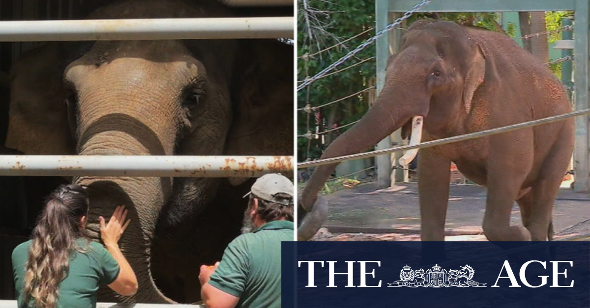 Perth prepares to farewell beloved elephants