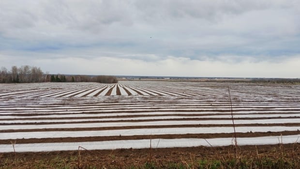 Plastic mulch extends Quebec's growing season. Some residents worry it's polluting the region