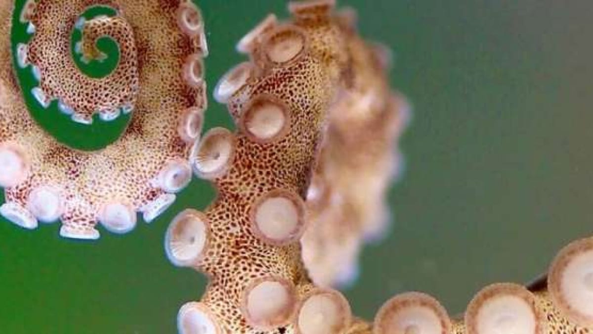 Researchers Create Innovative 3D Maps to Understand Octopus Arm Systems